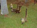Coati are like racoons with long noses that travel in packs.