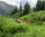 The avalanche slopes were barren of trees, but lush with wildflowers - perfect for bears.