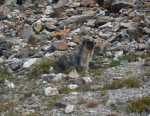 The Hoary Marmot blends in well.  They don't usually get so close, but this one is hunting table scraps.