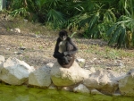 The Spider Monkeys at Xcaret seemd to enjoy watching us as much as we enjoyed watching them!