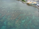The coral reef around the island of Roatan, Honduras.
