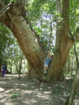 This looks like a great climbing tree!  We were told it was a mohogony tree.