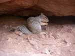 Squirrels are very aggressive.  Squirrel bites are one of the most common injuries in the Grand Canyon.