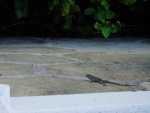 Tropical house geckos.