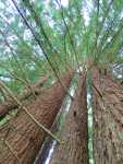 Redwoods027.jpg
