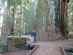 Redwoods028.jpg