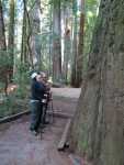 Redwoods029.jpg
