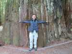Redwoods030.jpg