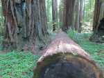 Redwoods033.jpg