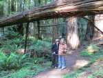 Redwoods037.jpg
