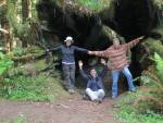 Highlight for Album: Redwoods