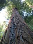 Redwoods047.jpg