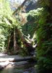 Redwoods071.jpg