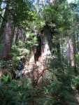 Redwoods081.jpg