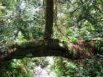 Redwoods083.jpg