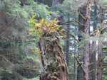 Redwoods085.jpg