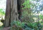 Redwoods097.jpg