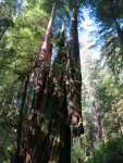 Redwoods113.jpg