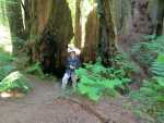 Redwoods118.jpg