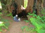 Redwoods119.jpg