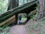 Redwoods125.jpg