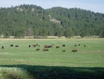 Bison heard from the side of the road in Custer state park.