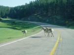Why did the Pronghorn Antelope cross the road?