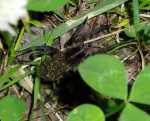 A Wolf Spider with a host of babies on her back.  This spider was almost as big as my hand.